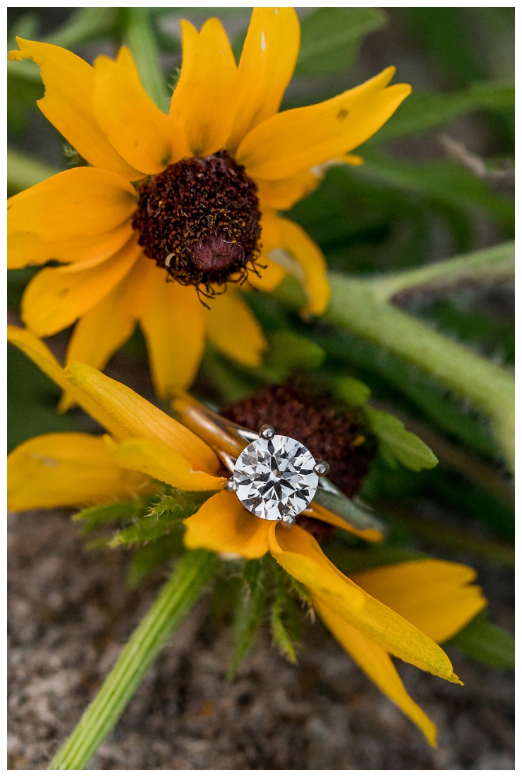 Columbia Maryland Couple's Centennial Park Engagement Photos with their dog Harvey. Round engagement ring close up. Ring Shot. Black eyed susans. Engagement ring on flower.